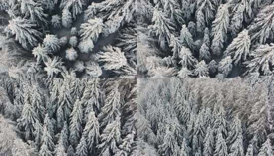 无人机鸟瞰积雪覆盖的树木，同时慢慢揭示美丽的陆地景观高清在线视频素材下载