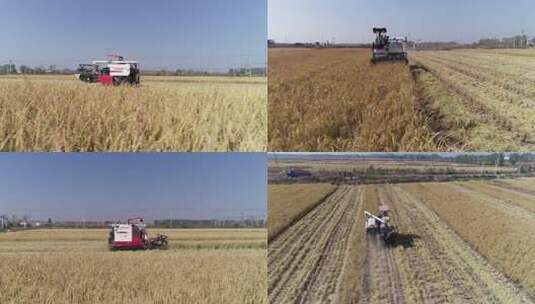 收割水稻高清在线视频素材下载