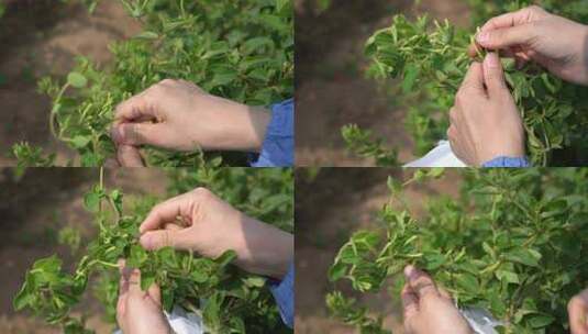 金银花 种植 加工 收获 农业 三农 农村振兴 药材 中药种植 金银花加工 金银花种植 (16)高清在线视频素材下载