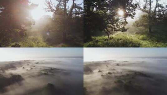 清晨阳光森林浓雾航拍高清在线视频素材下载