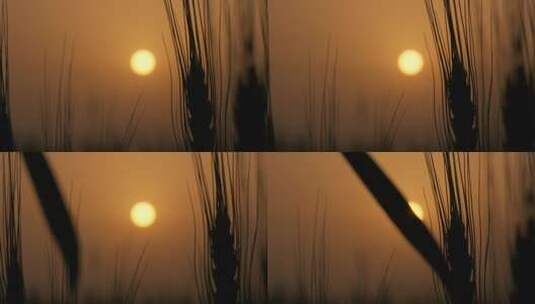 傍晚黄昏夕阳下的小麦田农村高清在线视频素材下载