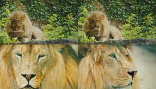 雄狮看向摄像机的镜头高清在线视频素材下载