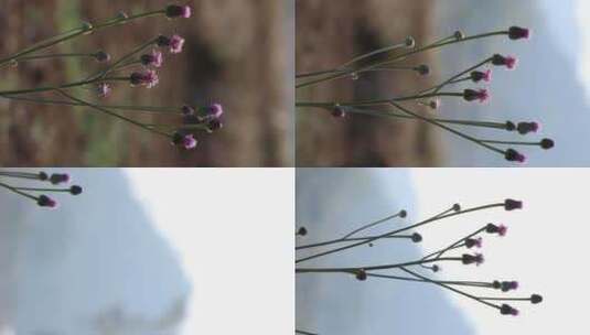 泥胡菜紫色花朵高清在线视频素材下载