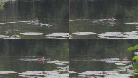 初夏杭州西湖湖面出生的小野鸭高清在线视频素材下载