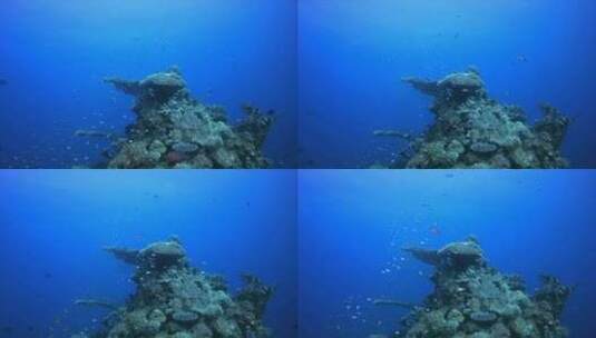 水下海洋热带生物高清在线视频素材下载