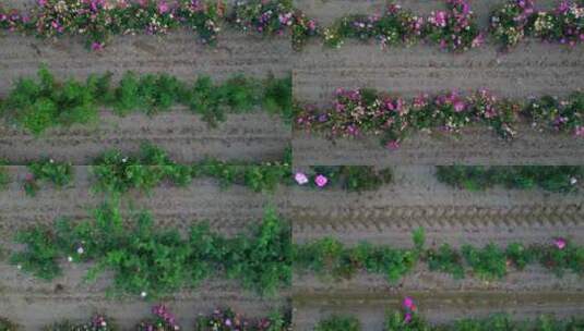 商业花卉种植农场沟渠正上方的天线高清在线视频素材下载