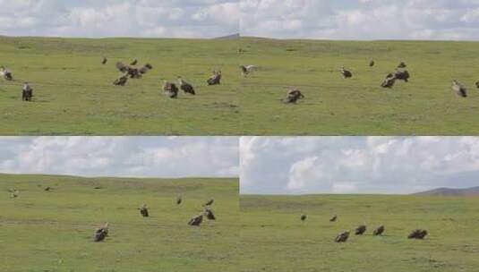 A1兀鹫栖息、留鸟、草地高清在线视频素材下载