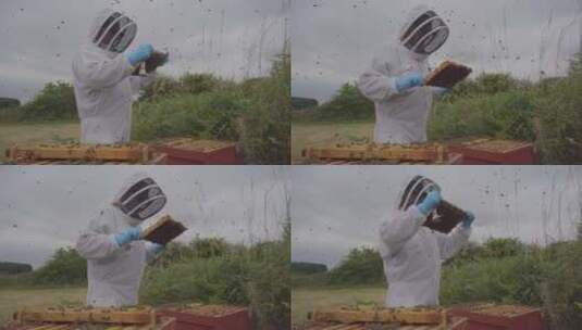 检查蜜蜂中景高清在线视频素材下载