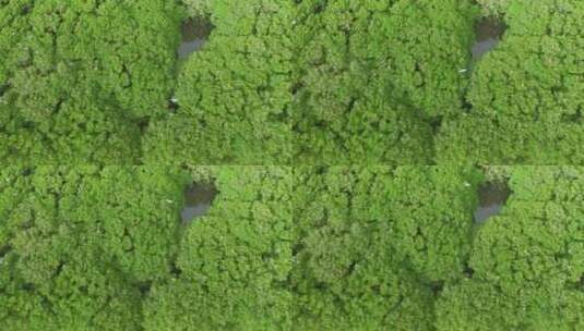 红树林湿地 海边红树林 候鸟 栖息地航拍高清在线视频素材下载