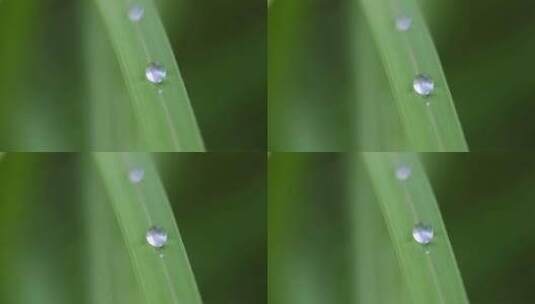 叶子上的露珠水珠雨珠特写高清在线视频素材下载