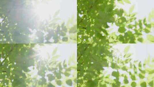夏日唯美逆光绿色植物高清在线视频素材下载