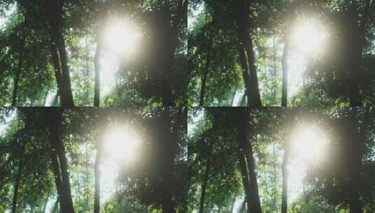 树林阳光透过树叶摇移镜头高清在线视频素材下载