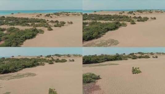 沙丘中植物和沙子高清在线视频素材下载