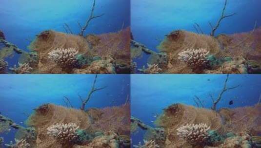 珊瑚蓝海高清在线视频素材下载