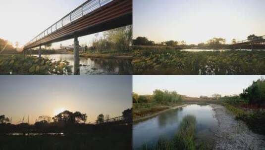 温榆河公园桥荷花池高清在线视频素材下载