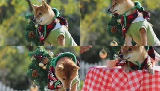宠物狗 柴犬 圣诞节高清在线视频素材下载