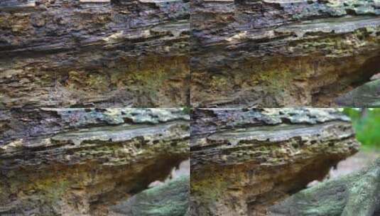 岩石和大树根高清在线视频素材下载