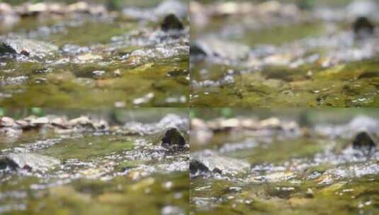 大自然 山野 小溪 苔藓 高清在线视频素材下载