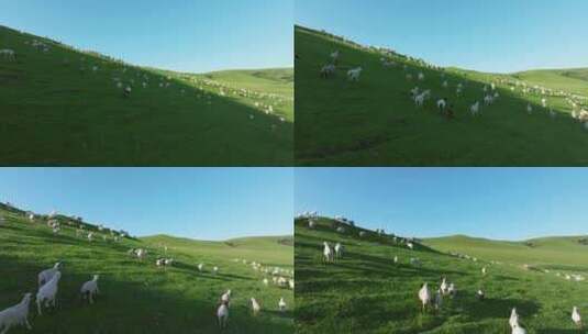 山坡上吃草的羊群4k航拍高清在线视频素材下载