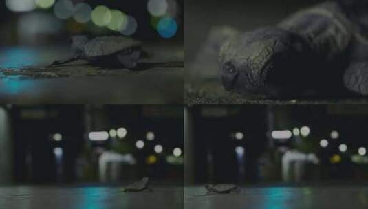 乌龟过街高清在线视频素材下载