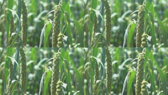 北方现代农业种植谷子小米杂粮25帧原素材高清在线视频素材下载