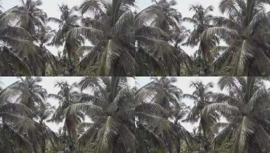 摇曳的椰子树高清在线视频素材下载