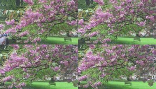 高清实拍开花的树高清在线视频素材下载