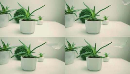 实拍给植物浇水高清在线视频素材下载