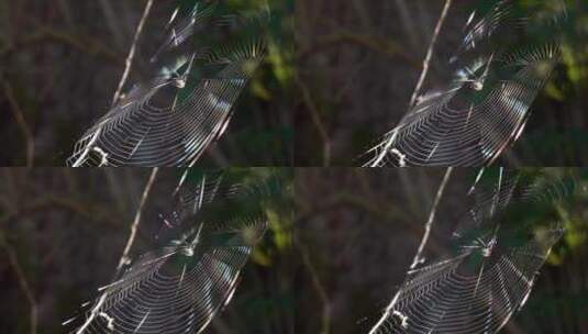一只蜘蛛正在织网捕食猎物高清在线视频素材下载