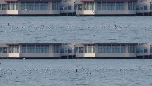 旅游景点海面上的海鸥高清在线视频素材下载
