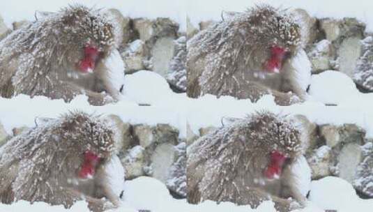 猴子在雪天里吃雪高清在线视频素材下载