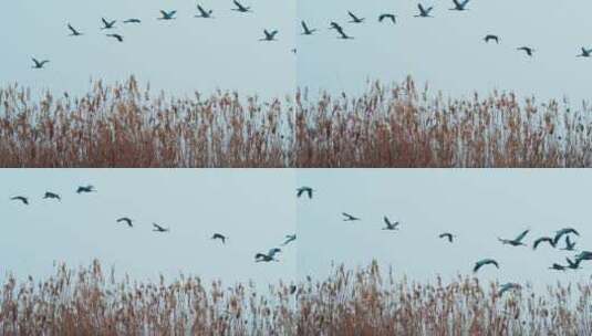 一群鸟飞过芦苇丛上空慢镜头高清在线视频素材下载