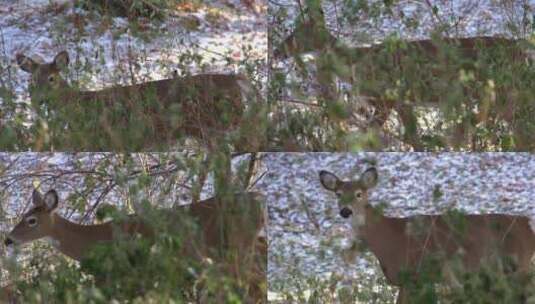 鹿在林中行走高清在线视频素材下载