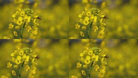 油菜花 蜜蜂采蜜 唯美油菜花高清在线视频素材下载