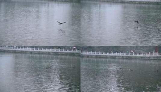 初春飘雪的北京北海公园里飞翔的野鸭子高清在线视频素材下载