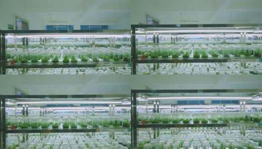 生物实验室植物培育高清在线视频素材下载