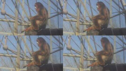 逆光拍摄动物园里的猴子高清在线视频素材下载