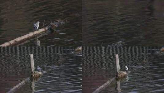 河坝上的鸟儿高清在线视频素材下载
