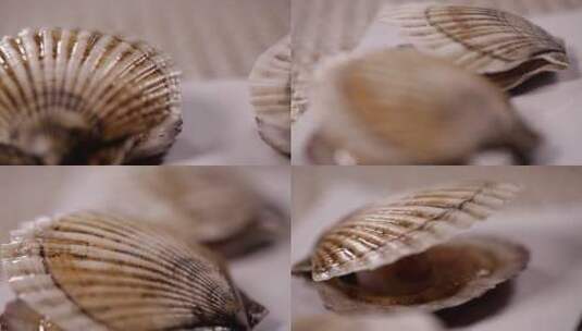 【镜头合集】贝壳打开的扇贝高清在线视频素材下载