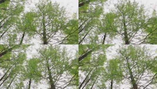 嫩绿的落羽杉树高清在线视频素材下载