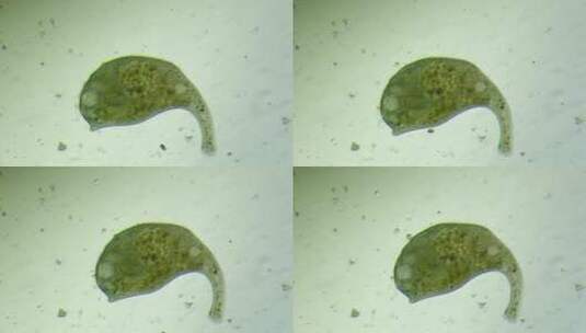 生命科学纪录片素材，显微镜下的喇叭虫3高清在线视频素材下载