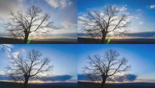 日落光芒穿梭大树延时摄影视频素材高清在线视频素材下载