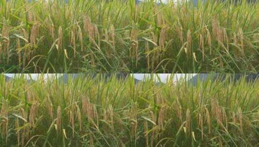 水稻稻谷大米米饭农业粮食丰收稻田谷子高清在线视频素材下载