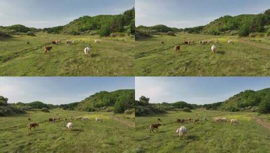 高山草原森林环保农牧业白云牛羊天然氧吧高清在线视频素材下载