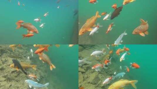 桐庐大奇山自然风景，水下鱼类高清在线视频素材下载
