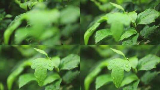 唯美绿色植物空镜高清在线视频素材下载