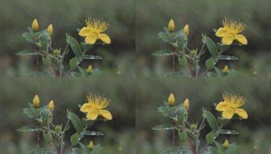 公园下雨中的花朵高清在线视频素材下载