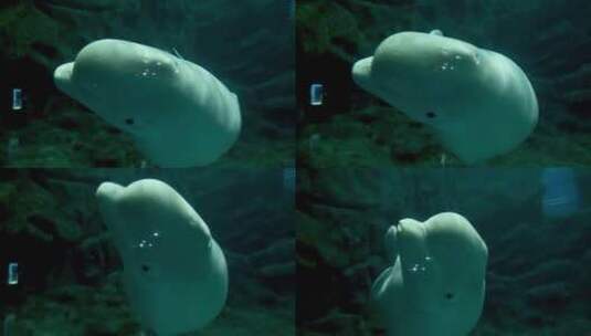 白鲸 群居动物 海洋中的金丝雀 水下摄影高清在线视频素材下载