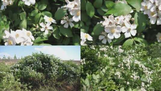 蔷薇花 绿植 初夏 花团锦簇 阳光 植物高清在线视频素材下载