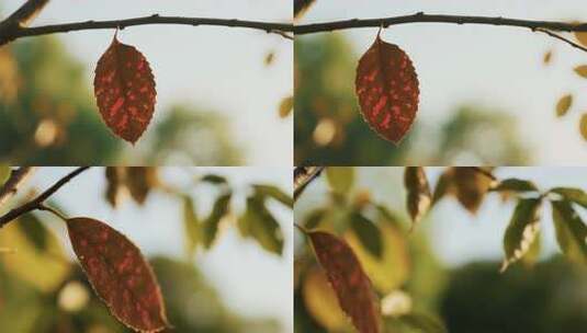 树枝上的秋日枯叶特写高清在线视频素材下载